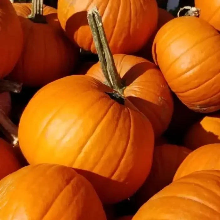 Several pumpkins