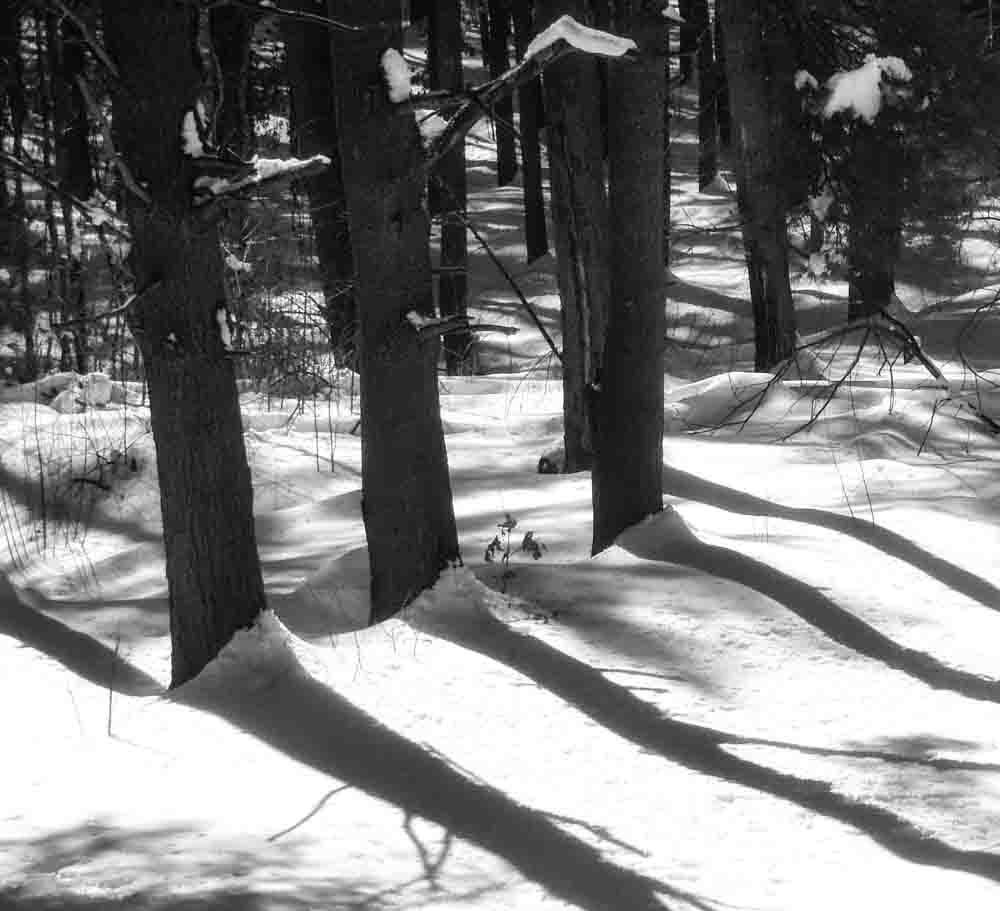 Photo of tree trunks in snow